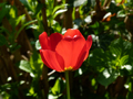 Red Tulip / Rote Tulpe