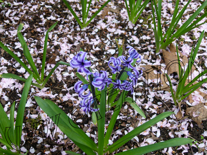 Hyazinthe im Blütenschnee