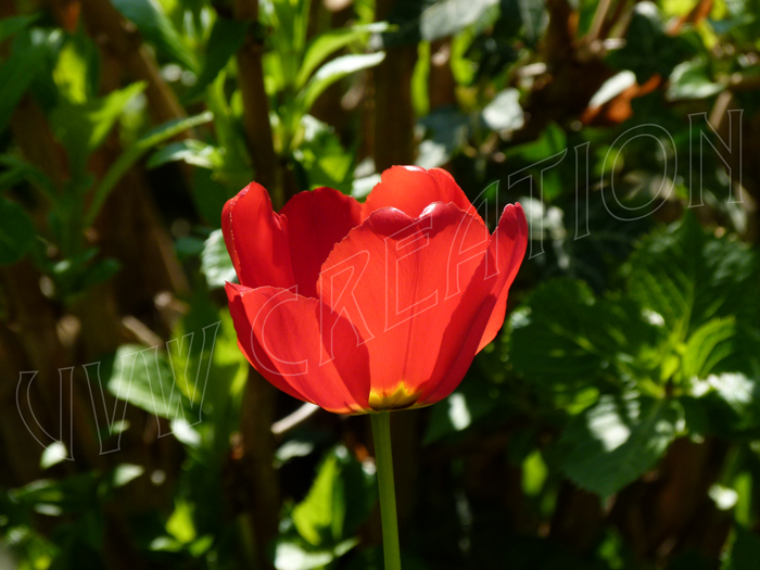 Rote Tulpe