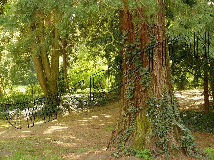 Waldweg