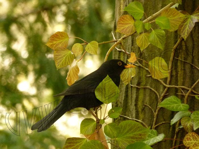 Amsel