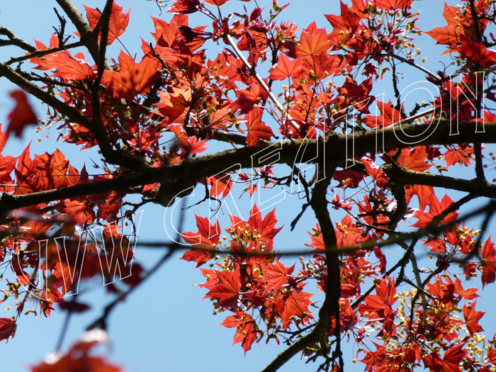 Rotes Ahornlaub im Frühling