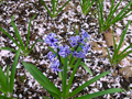 Hyacinth in Cherry Blossom Snow / Hyazinthe im Blütenschnee