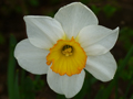 Daffodil / Narzisse