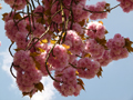 Cherry Blossom / Kirschblüte