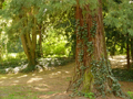 Forest Path / Waldweg