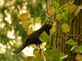 Blackbird / Amsel