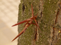 Honey Locust Thorns / Dornen des Lederhülsenbaums